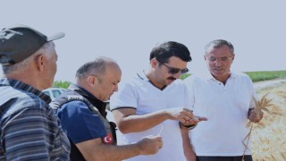 Karapınarda sezonun son buğday hasadı yapıldı