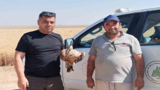 Karapınarda yaralı şahin koruma altına alındı