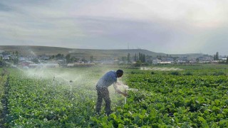 Karslı çiftçi baba çocuklarını okutmak için pancar ekiyor