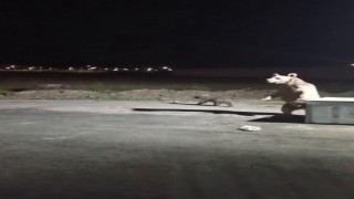 Karsta 1 kişi ayı saldırısından son anda kurtuldu