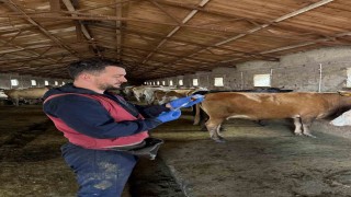 Karsta 150 bin doz şap aşısı yapıldı