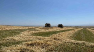 Karsta Ata tohumu arpa ile bereket fışkırdı: Çiftçinin yüzü güldü