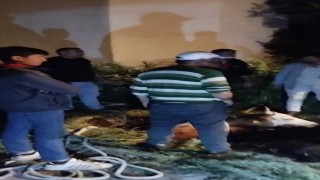 Karsta çukura düşen büyükbaş hayvan kurtarıldı