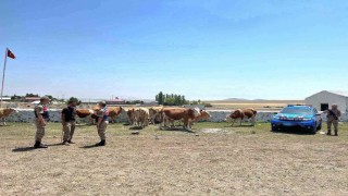 Karsta kaybolan büyükbaş hayvanlar bulundu