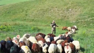 Karsta kayıp küçükbaş hayvanlar bulundu