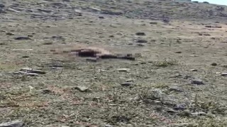 Karsta kurt saldırısında onlarca koyun telef oldu