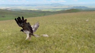 Karsta tedavileri tamamlanan yaban hayvanları doğayla buluştu