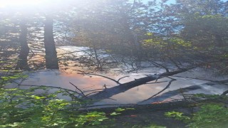 Kastamonuda çıkan orman yangınında 2 dekar alan zarar gördü