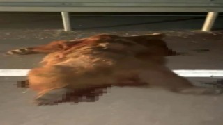 Kastamonuda kamyonetin çarptığı anne ayı ve üç yavrusu telef oldu