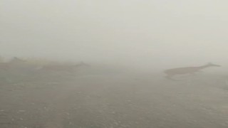 Kastamonuda yaban hayvanları renkli görüntüler oluşturdu