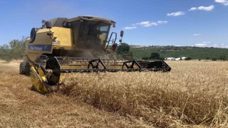 Kavakta ekin hasadı başladı