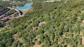 Kaybolan hayvanlar için dronla umut arayışı