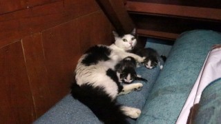 Kedi yavruları ile camiye sığındı