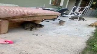 Kedilerin yavru yılanla oyunu kamerada