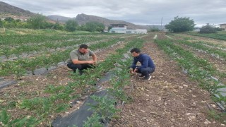 Kemahta modern yöntemlerle sebzecilik yapılıyor