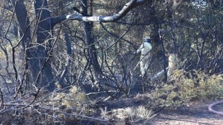 Kemalpaşada tırdan ormanlık arana sıçrayan yangın kontrol altında