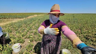 Keşanın altın değeri: Siğilli bamyası tarladan sofraya alın teriyle geliyor