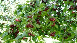 Kirazı zirai don vurdu, rekolte düştü