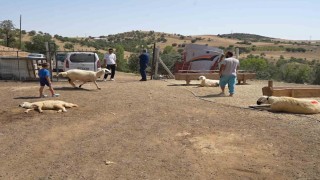 Kırıkkalede iki ayrı besicinin 210 hayvanı telef oldu: 63 yaşındaki kadın gözyaşlarını tutamadı