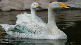 Kırıkkalede Şehitler Parkının simgesi: Zarif ve Zarife