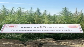 Kırklarelinde 102 bin kök kenevir ele geçirildi