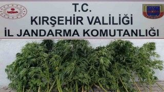 Kırşehirde 48 kök kenevir ele geçirildi