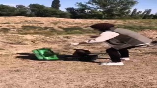 Kızıl şahin tekrar doğaya kavuştu