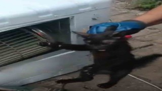 Klimanın motoruna sıkışan kedi için ekipler seferber oldu