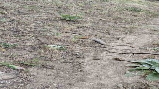 Koca engerek, sincabı yuttu