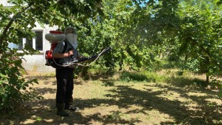 Kokarca ile mücadele sürüyor: Üretici kükürt ve samuray arısına güveniyor