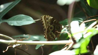 Konya Tropikal Kelebek Bahçesi 3 milyon 700 bin ziyaretçi ağırladı