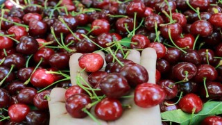 Konyada Hadim kirazında hüzünlü hasat