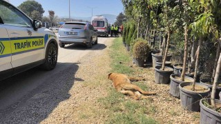 Köpeğe çarpan motosikletli yaralandı