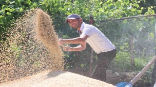 Korkuteli Yeşiloba Yaylasında hibe tohumların buğday hasadı başladı