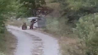 Köye inen ayıları Gülümseyin çekiyorum diyerek cep telefonuyla kaydetti