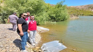Kozağaç Baraj Gölüne 40 bin sazan yavrusu bırakıldı