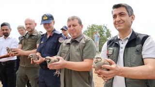 Kozan'da 500 Kınalı Keklik Doğaya Salındı