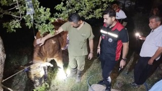 Kozan’da Ahır Yangını: 5 İnek Telef Oldu, 2 İnek Yaralı Kurtarıldı