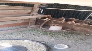 Kümese giren yılan civcivi telef etti