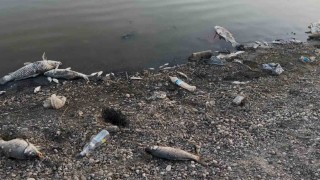 Kuraklığın vurduğu Yeşilsırt Barajında balık ölümleri başladı