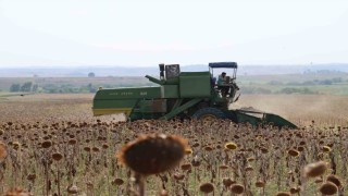 Kuraklık Çukurovada ayçiçeği hasadını erkene çekti