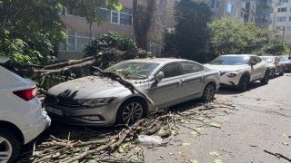 Kurumuş ağaç dalı aracın üzerine düştü: Vatandaş son anda kurtuldu