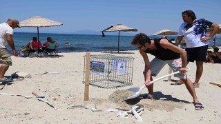 Kuşadasında caretta caretta yumurtaları zarar görmemesi için taşındı