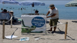 Kuşadasında ilk caretta caretta yuvası belirlendi