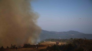 Lazkiyedeki orman yangınlarında 15 bin hektardan fazla alan kül oldu