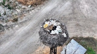 Leylek ailesi uyurken görüntülendi