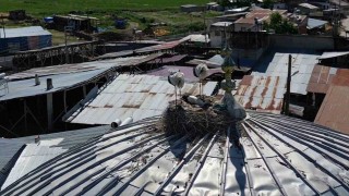 Leylekler Güzelova Mahallesini mesken tuttu