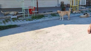 Mahalleli sokak köperlerine isyan etti