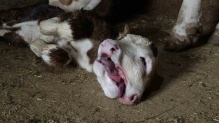 Malatyada çift başlı doğan buzağı şaşırttı