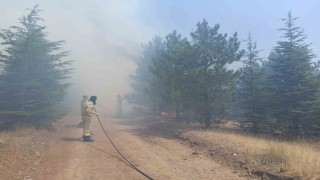 Malatyada ormanlık alanda yangın